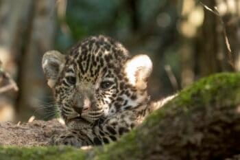 jaguar cub