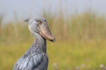 Shoebill