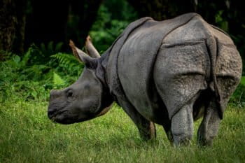 A rhino in Chitwan National Park.