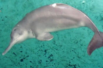A critically endangered baiji dolphin. Image by Institute of Hydrobiology, Chinese Academy of Sciences / Wikimedia Commons.