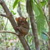 A Philippine tarsier (Carlito syrichta)