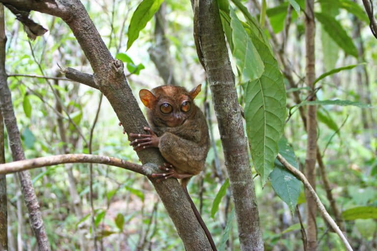 A Philippine tarsier (Carlito syrichta)