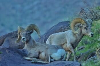 Pneumonia in bighorn sheep induces coughing which can be detected acoustically. Image by Noah Israel/Wikimedia Commons.