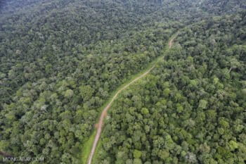 Informal logging road