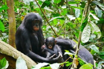 Bonobos in the DRC’s Kokolopori Bonobo Reserve. Image courtesy of Maud Mouginot.