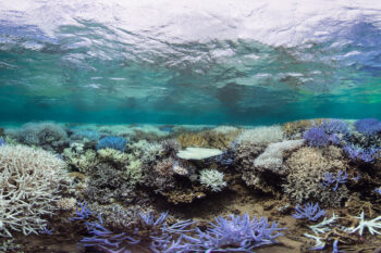 Fluorescing and bleached reef in New Caledonia in 2016.