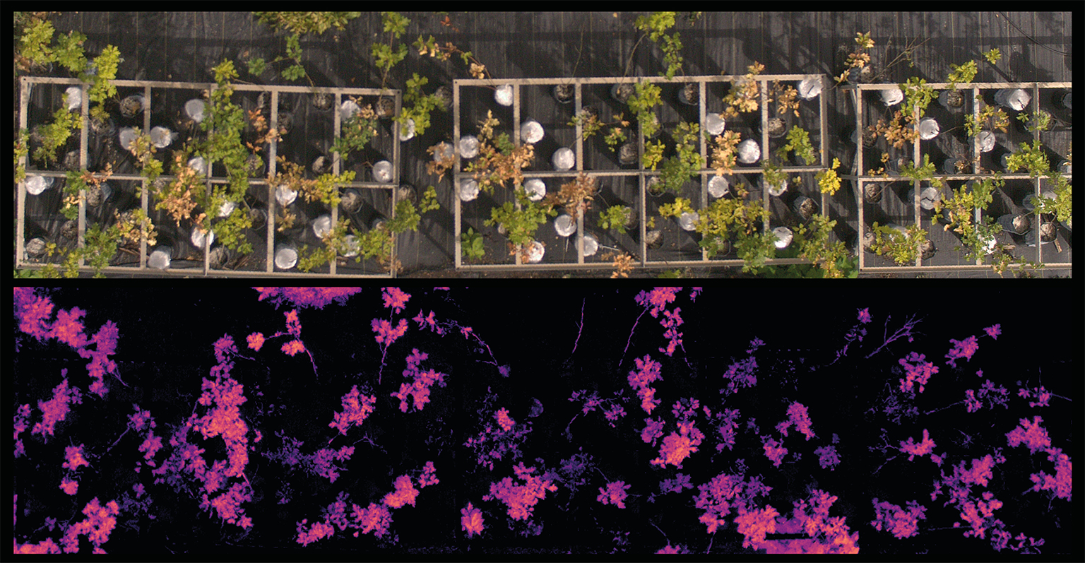 Scientists have developed a machine learning model that can analyze images obtained through remote sensing methods and identify unhealthy oak trees. 