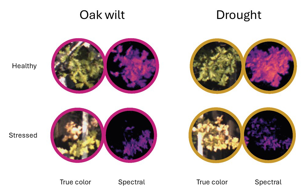 The model can not only detect sick oaks but also distinguish between drought stress and oak wilt, a fatal fungal disease. 