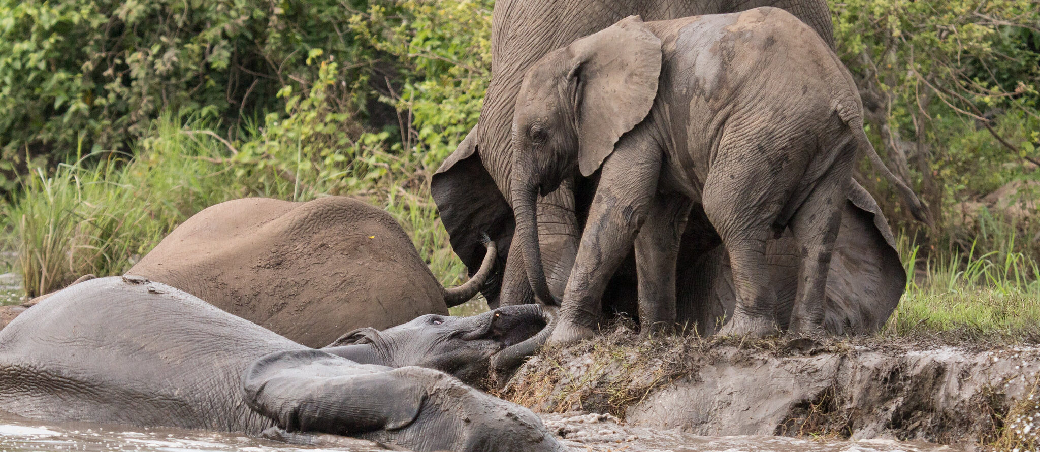 Savannah elephants at Majete NP, Malawi. Image by Peter Steward via Flickr (CC BY-NC 2.0)