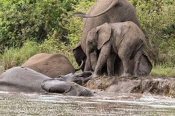 Savannah elephants at Majete NP, Malawi. Image by Peter Steward via Flickr (CC BY-NC 2.0)