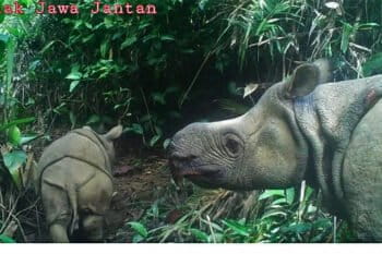 Male Javan rhino calf named Luther with his mother in 2020.
