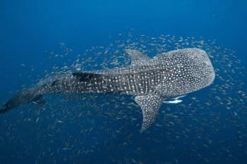 A whale shark in Ningaloo Reef, Western Australia.