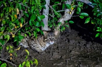 A fishing cat in mangroves.