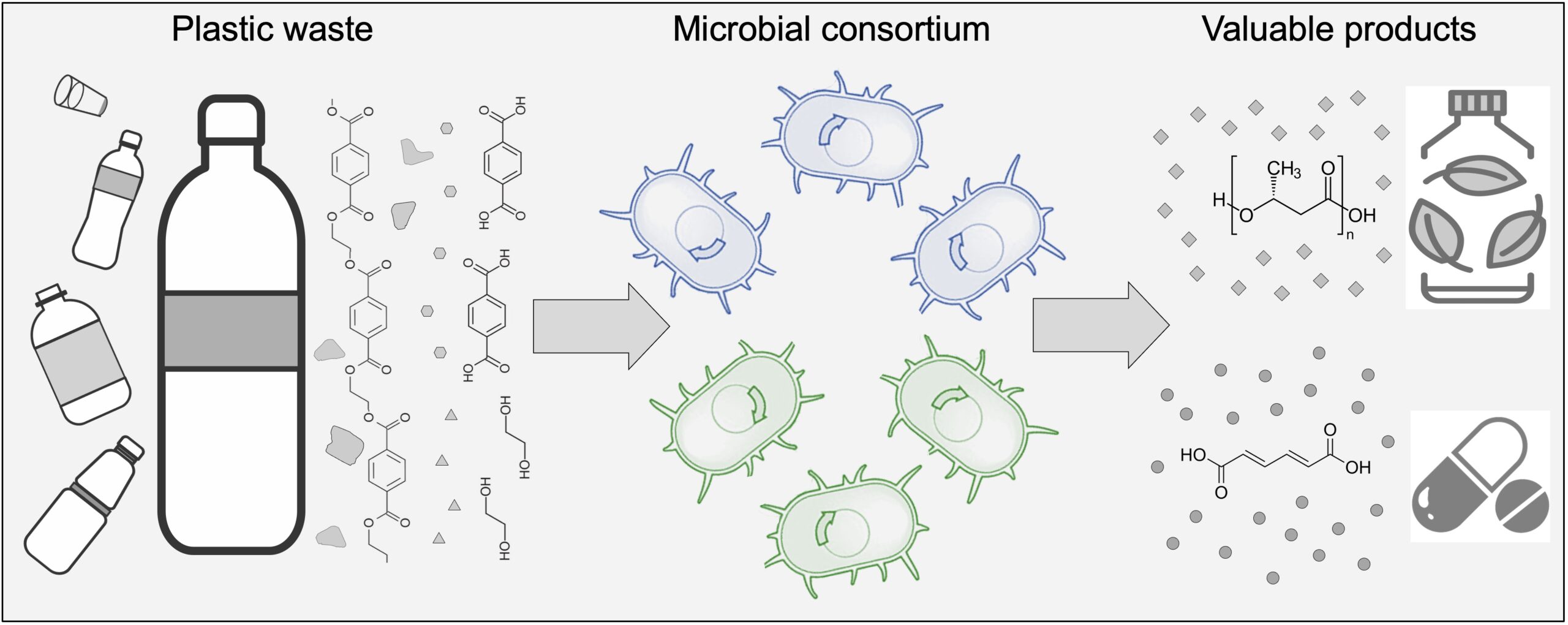 A research team led by Ting Lu at the University of Illinois has genetically engineered two microbial strains that, as a community, can upcycle plastic. 