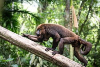 Banner image of Max, a brown howler monkey, courtesy of Marcelo Rheingantz.