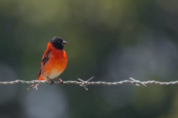 The red siskin.