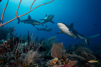 Sharks in the coral reefs of Jardines de la Reina, Cuba.
