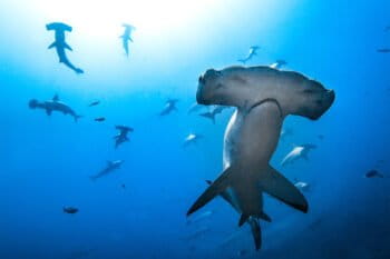 Hammerhead sharks.