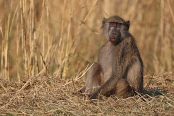 A chacma baboon in Zambia.