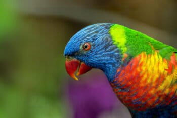 A rainbow lorikeet
