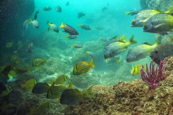 The new Grau Tropical Sea National Reserve covers just over 115,675 hectares (285,840 acres) of sea off the departments of Piura and Tumbes.