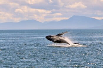 A humpback whale breaching in Alaskan waters.