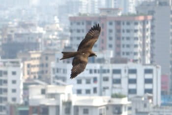 Exhausted black kites