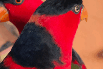 Black-headed parrots (Lorius lory) are illegally traded freely in the market around the PT IMIP Morowali Nickel Smelter Industry, Central Sulawesi. Photo: Riza Salman/Mongabay Indonesia.