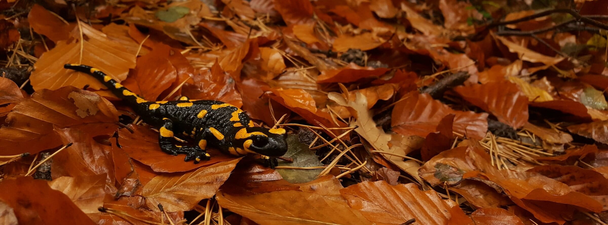 A fire salamander, vulnerable on the IUCN list.