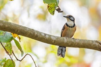 A greater necklaced laughingthrush (Pterorhinus pectoralis).