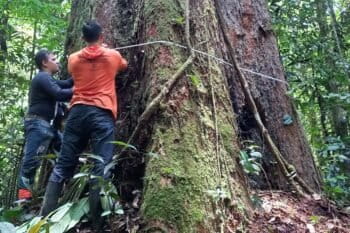 Located in the Amapá state, the second-largest red angelim ever found is 85.4 meters (280 feet) tall and has a circumference of 9.8 meters (32 feet). Image courtesy of João de Matos Filho / Prodemac.