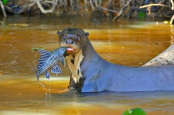 Flickr (CC BY-SA 2.0).