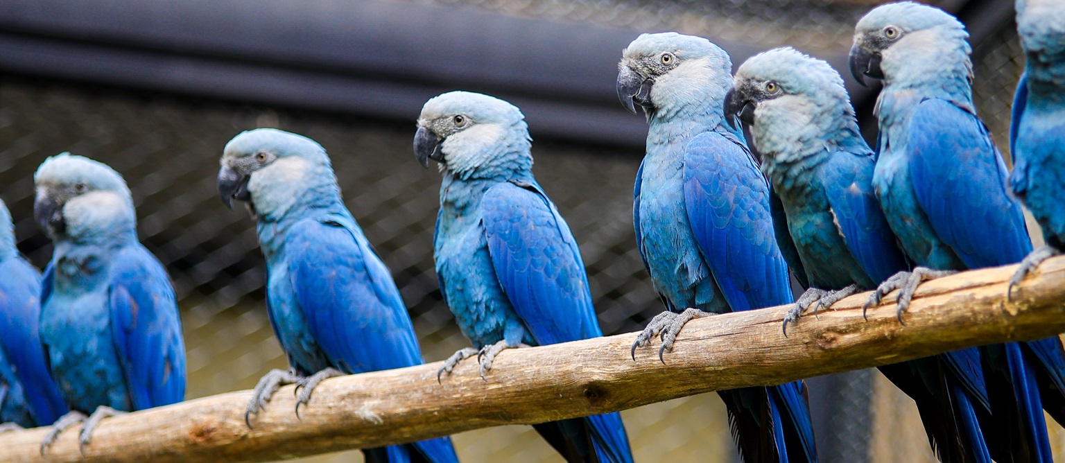 https://imgs.mongabay.com/wp-content/uploads/sites/20/2024/07/11121137/ARARINHA_AZUL-795.jpg