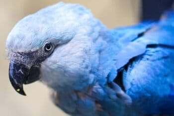 A Spix’s macaw at São Paulo Zoo in Brazil. The species’ return to its native habitat, from which it was declared extinct, has been bittersweet: the rewilding program has been a technical success, but bureaucratic wrangling threatens to stall future releases. Image courtesy of São Paulo Zoo. Used in article 'Institutional conflict puts successful Spix’s macaw reintroduction at risk'.