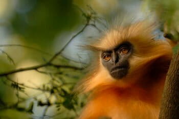 An endangered Gee's golden langur (Trachypithecus geei).