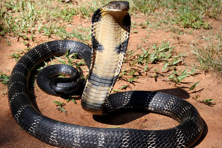 King cobra (Ophiophagus hannah) are one of several species of roadkill snakes examined for microplastic in this study. They are listed as vulnerable on the endangered species list. Credit: Image by Dr. Anand Titus and Geeta N Pereira via Wikimedia Commons (CC license)