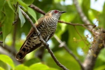 A little bronze-cuckoo (Chrysococcyx minutillus). Image by Graham Winterflood via Wikimedia Commons (CC BY-SA 4.0)