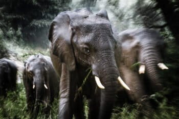 The Loita Forest is an important migration corridor for elephants moving between the Rift Valley and the Maasai Mara.