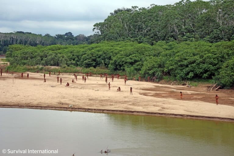 The seldom-seen tribe live in the 829,941-hectare (2 million-acre) Madre de Dios Territorial Reserve, a protected area, but experts say their ancestral territory extends beyond it into several nearby forestry concessions. Image courtesy of Survival International.