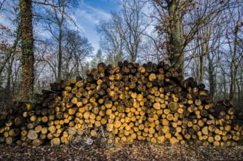 Trees cut down for biomass.