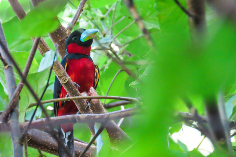 A wide array of wildlife can be found in Cambodia's forests, like this black and red broadbill. Image courtesy of Cambodian NGO Fishing Cat Ecological Enterprise.