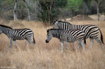 Common zebra (Equus quagga) in Kriger National Park, South Africa.