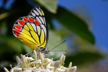 A common Jezebel (Delias eucharis).