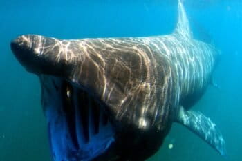 A basking shark (Lagenorhynchus obliquidens). Image courtesy of Greg Skomal/NOAA Fisheries Service.