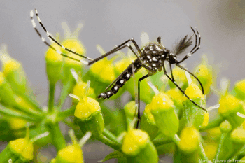 An Aedes aegypti mosquito, the species that carries dengue.