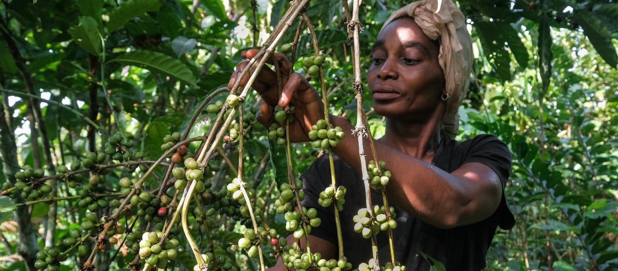 Coffee bean harvesting in Yangambi DRC. Image courtesy of Axel Fassio/CIFOR_ICRAF