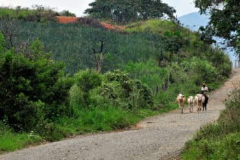 A farmer walks with his cattle past agricultural farms.