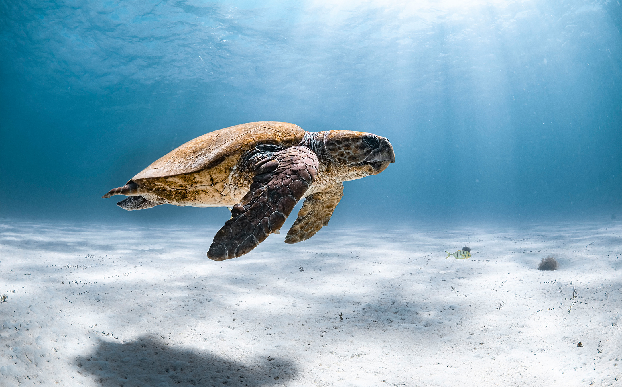 As waterbodies lose oxygen, are we breaching a potential planetary ...