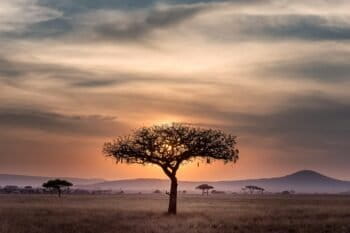 A tree in the Serengeti grasslands in Tanzania.