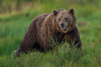 Eurasian brown bear courtesy of Magnus Lundgren/Swedensbigfive.org.
